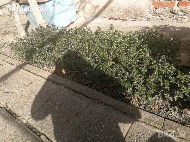 Жив плет разсад продавам , снимка 2 - Разсади - 53685754