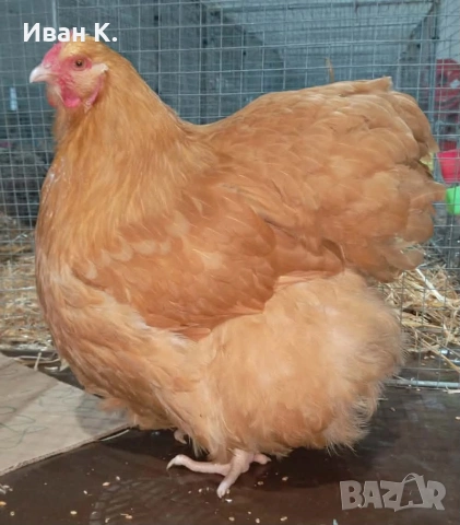Продавам жълт Орпингтон., снимка 14 - Кокошки и пуйки - 37376457