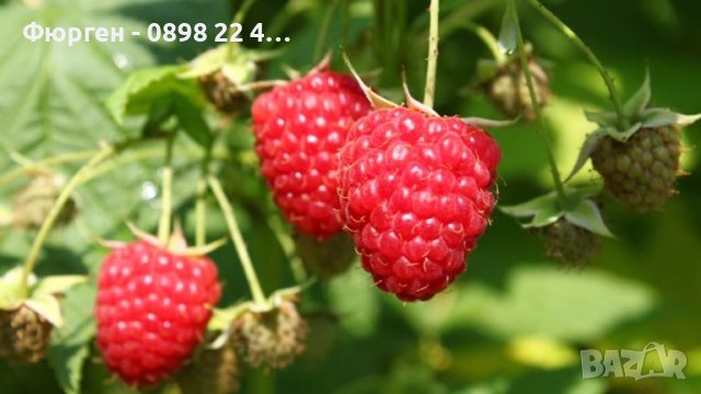     Малина Химбо Топ - Himbo Top, снимка 6 - Разсади - 42222084