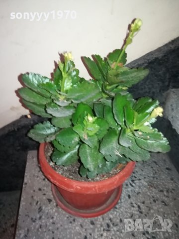 ЦВЕТЕ В САКСИЯ-КАЛАНХОЕ 1802240811, снимка 13 - Стайни растения - 44348275