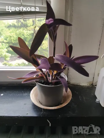 традесканция, снимка 1