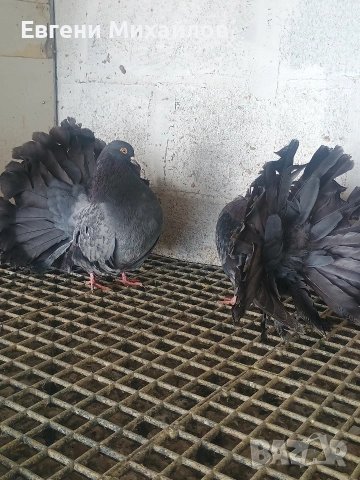 Фенерлии, снимка 5 - Гълъби - 53540276