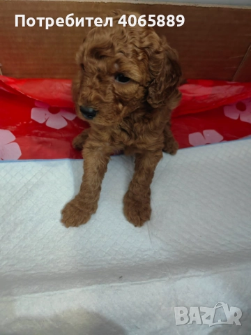  Мини пудел , снимка 4 - Пудели - 52898695