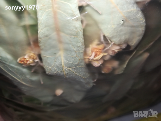 ЛИПОВ ЧАЙ-ГОЛЯМ ПЛИК 0603241644, снимка 3 - Домашни продукти - 44638119