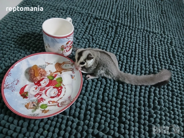 Захарна катеричка летяща торбеста катерица, снимка 3 - Други животни - 53143127