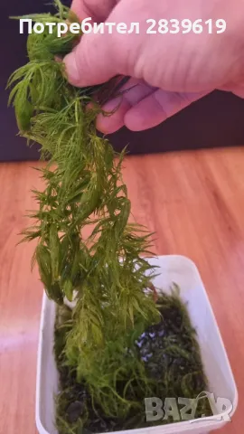 лесни за отглеждане аквариумни растения , снимка 7 - Аквариуми - 48053093