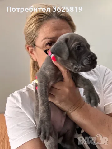 Кане Корсо - Cane Corso кученца, снимка 5 - Кане корсо - 55834113