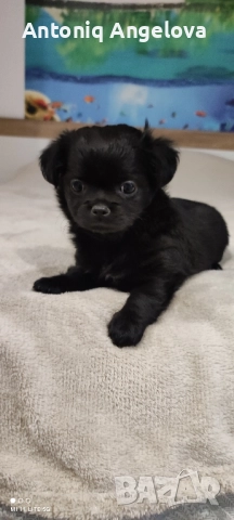 момиченце с първа ваксина , снимка 2 - Чихуахуа - 52869346