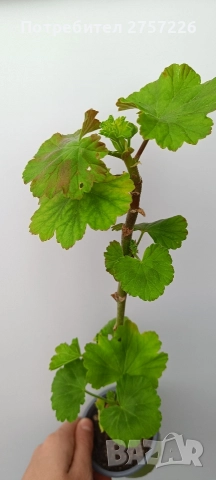 Pelargonium nada k, снимка 4 - Стайни растения - 52988038