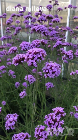 Вербена многогодишна, Verbena Bonariensis Bonnie Blue, снимка 2 - Градински цветя и растения - 52426647