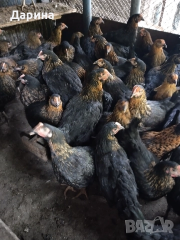 Ярки супер Харко, снимка 3 - Кокошки и пуйки - 51960687