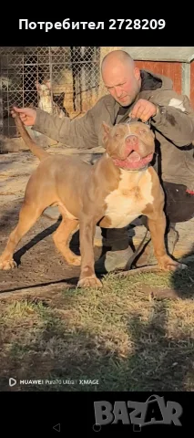 Американско Були Хл/American Bully XL , снимка 3 - Питбул - 55891222