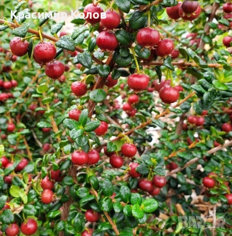 Ягодова мирта, чилийска гуава, Ugni molinae, растения плододаващи, екзотични, снимка 3 - Градински цветя и растения - 52516873