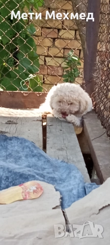 лагото, снимка 13 - Други - 51213827