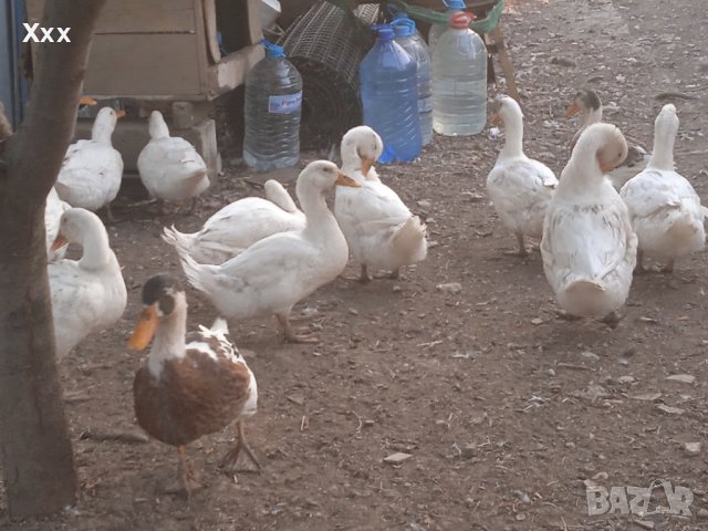 Млади пуйки, кокошки Брама и юрдечки и кученце алабай, снимка 14 - Кокошки и пуйки - 40604731