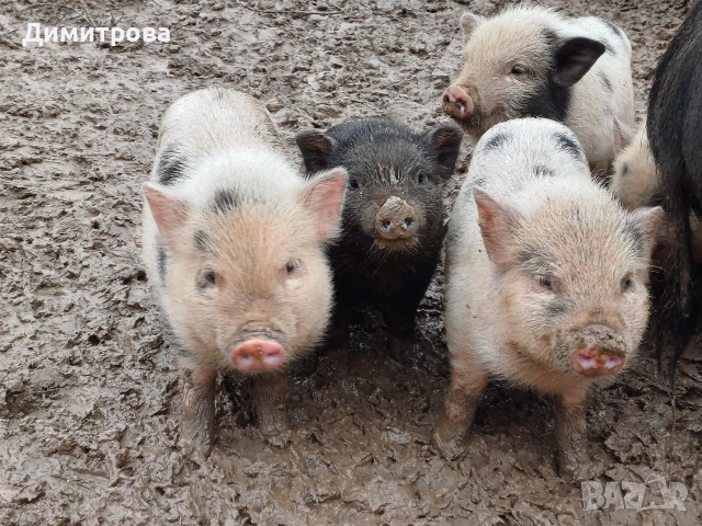 Виетнамски прасета