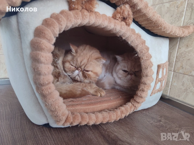 Женска екзотична котка на 6 месеца., снимка 12 - Персийска - 53404088