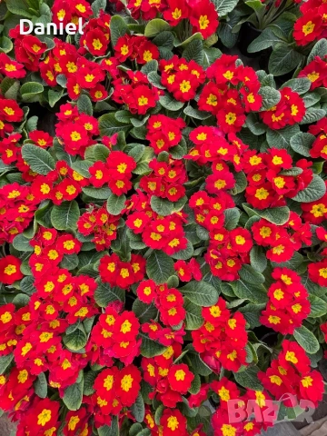 Иглика, снимка 15 - Градински цветя и растения - 53354409