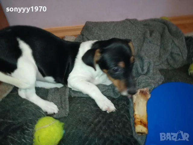 ДЖАК РЪСЕЛ 1011250842, снимка 4 - Джак ръсел териер - 52358129