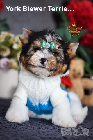 Йоркширски Териер! Момчета и момичета -най-добри приятели за семейство!