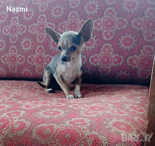 продавам мини пинчер , снимка 3 - Пинчер - 52719270