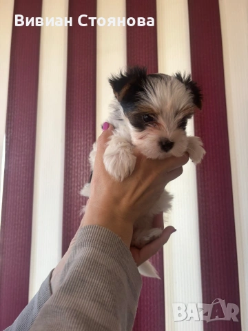 Мъжко и женско йорки бивери, снимка 4 - Йоркширски териер - 53825854