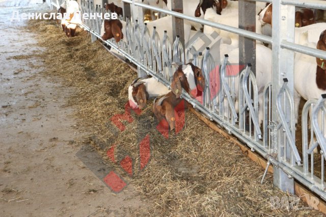 Хранителни решетки със заключващ механизъм за овце и кози, снимка 3 - За селскостопански - 34655140