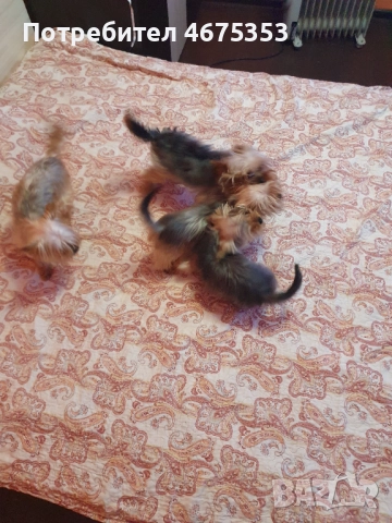  Мини Йорки йоркширски териер 4 кученца, снимка 14 - Йоркширски териер - 52770169