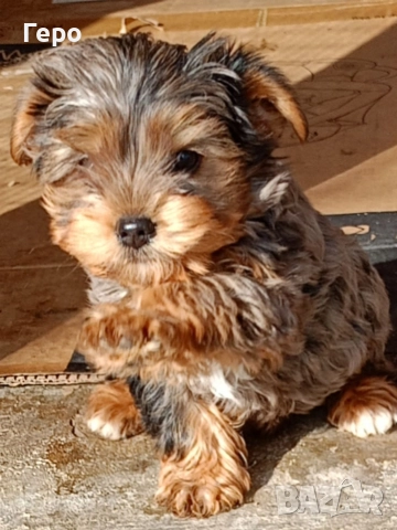 йоркширски териер , снимка 4 - Йоркширски териер - 52653556
