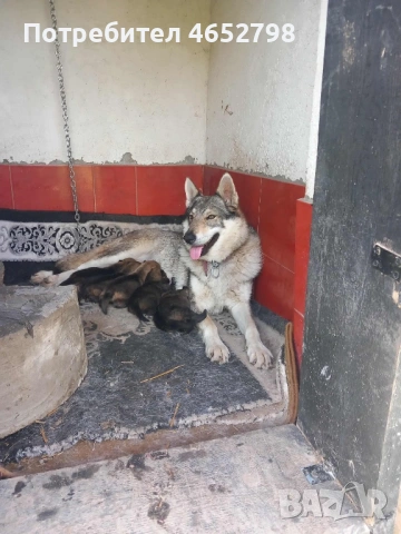 Чехославашки Вълчак