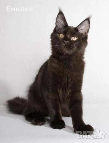 ПРОМО ЦЕНА Мейн Куун черна перла 