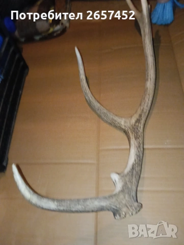 Рог от елен 