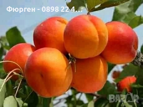  Плодни дръвчета, снимка 12 - Разсади - 52508208