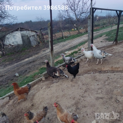 Яйца за люпене от Пуйки и Кокошки, снимка 15 - Кокошки и пуйки - 53287481