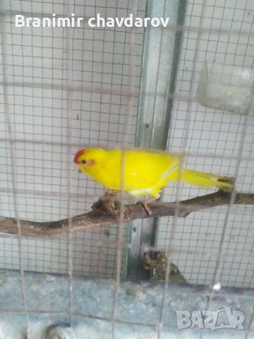 Продавам папагали , снимка 2 - Папагали - 41390105