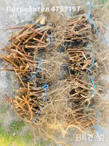 Расад малини , снимка 2 - Разсади - 53828149