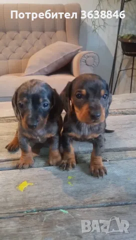 Дакел,мини дакели, снимка 1