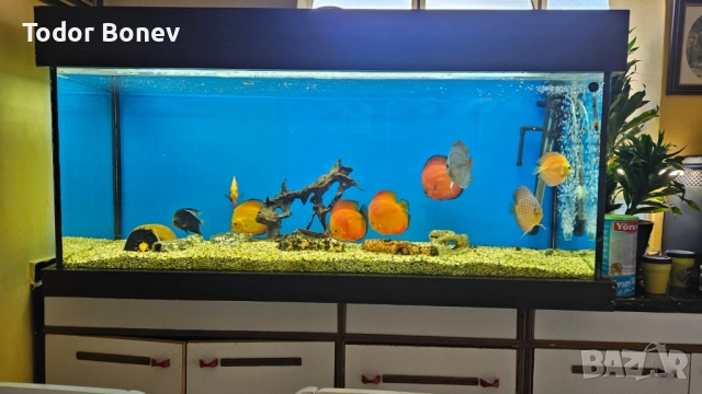 продавам аквариум 300литра, снимка 7 - Аквариуми - 51858737
