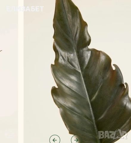 Fhilo, снимка 2 - Стайни растения - 53500236