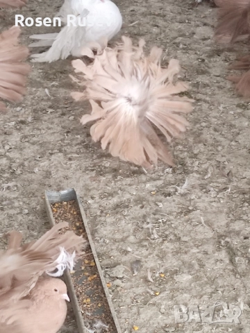 Свободни гълъби 100 бр.Пощи Ардезио гълъби на въртене , снимка 5 - Гълъби - 52429670