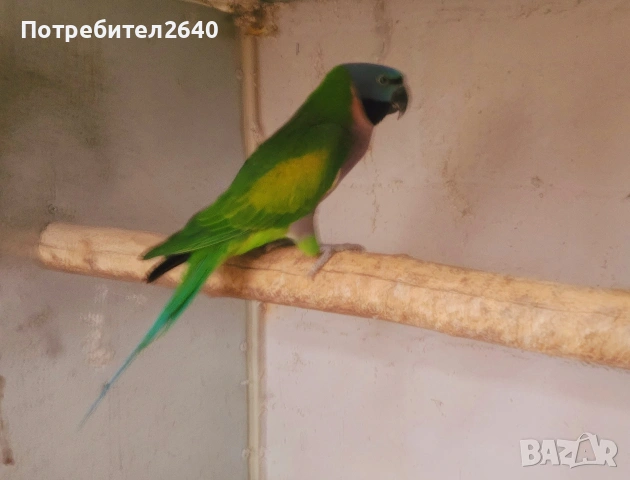Китайски александър(Psittacula derbiana), снимка 3 - Папагали - 53393774