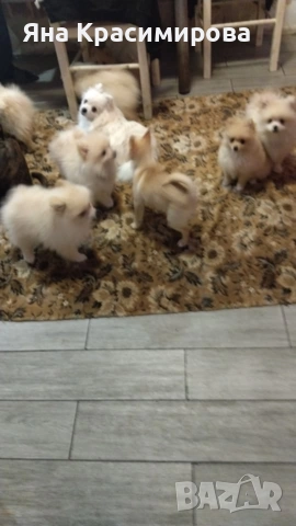 Мини шпиц померан , снимка 7 - Померан - 52877866