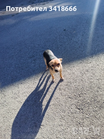 Подарява се пинчер , снимка 3 - Пинчер - 53658838