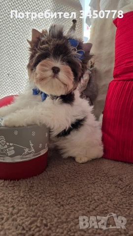 мини йоркшир момче, снимка 9 - Йоркширски териер - 53006502