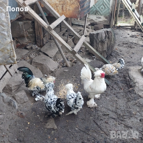 Продавам джинки, снимка 8 - други­ - 52724850