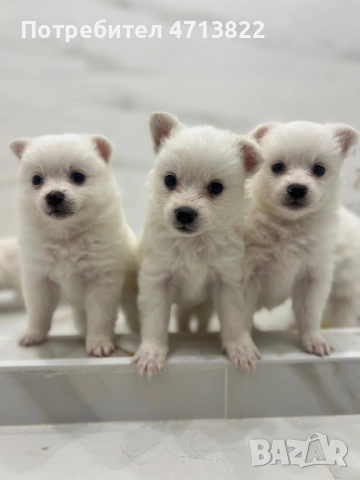 Кученца порода померан-шпиц