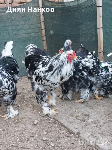 Разплодни яйца , снимка 8 - други­ - 49704952