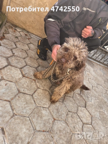 Кученца за трюфел, снимка 14 - Кокер шпаньол - 53535610