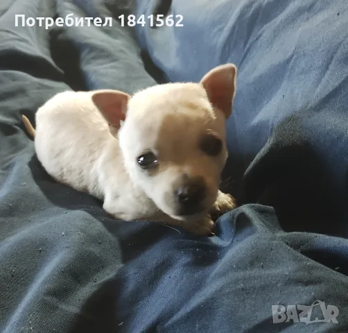 Продава се мъжки пинчер , снимка 7 - Пинчер - 56376533