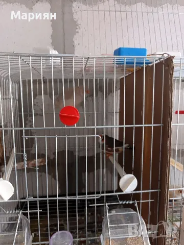 зеброви амадини свободни двойки , снимка 1